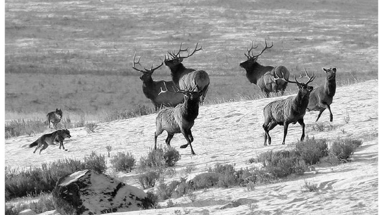 Yellowstone Wolf Project research may help ranchers protect livestock