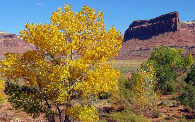 Beetles killing tamarisk trees