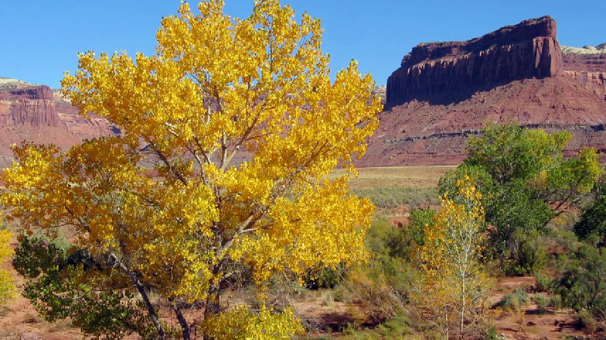 Beetles killing tamarisk trees
