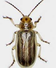 Tamarisk leaf beetle