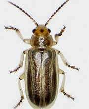 Tamarisk leaf beetle