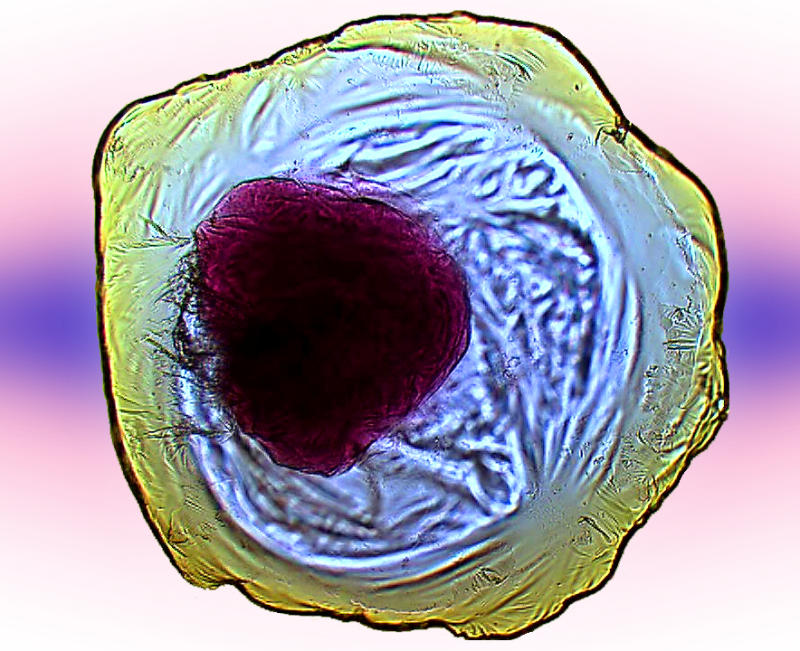 The basic components of inorganic life has been 
created by researchers in the University of 
Glasgow.