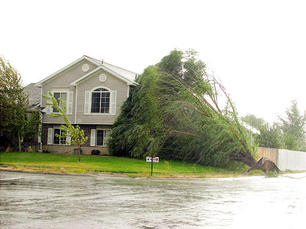Our Precarious Relationship With Trees, and The Weather