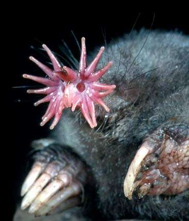 Science Top 5: Most amazing creatures on land