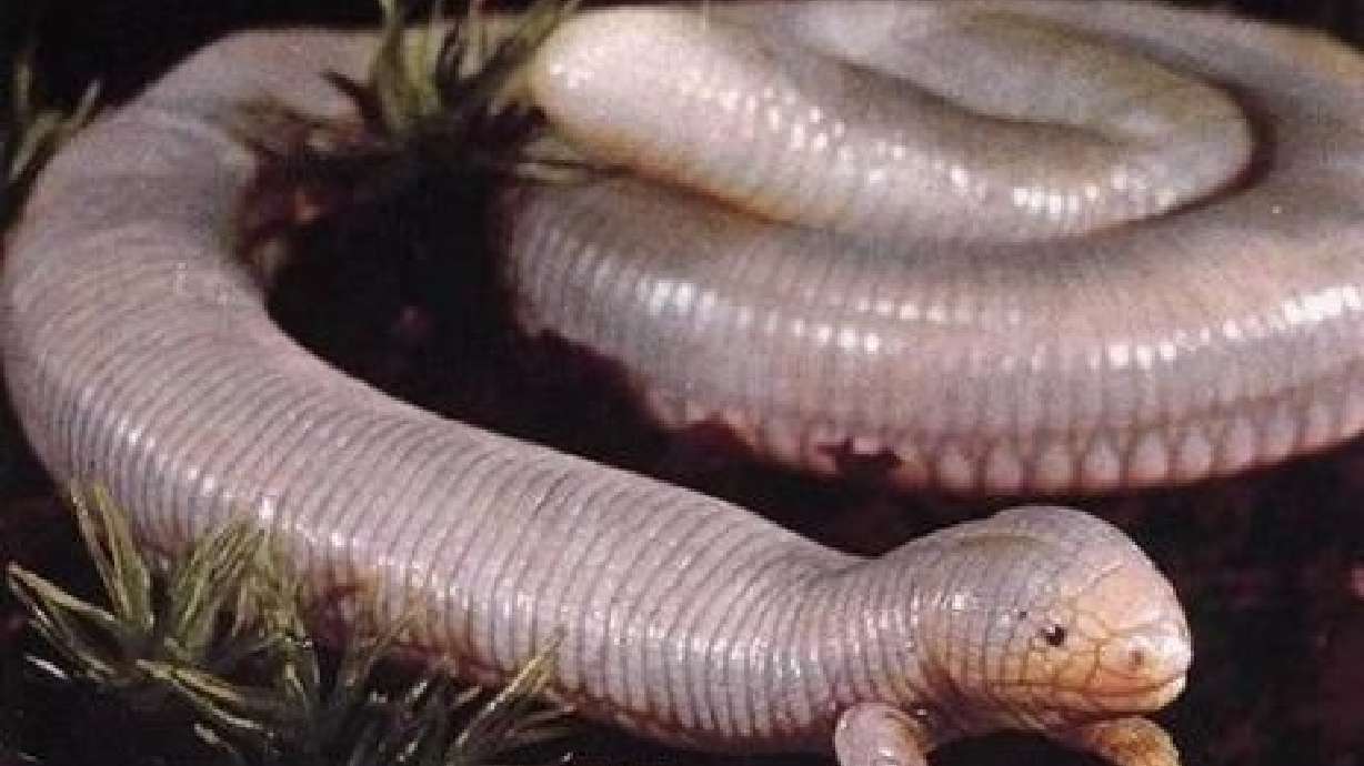 Science Top 5: Most amazing creatures on land