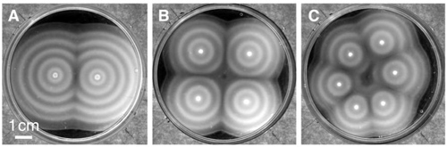 Science Roundup: What bacteria can tell us about zebra stripes; Is the universe dizzy?