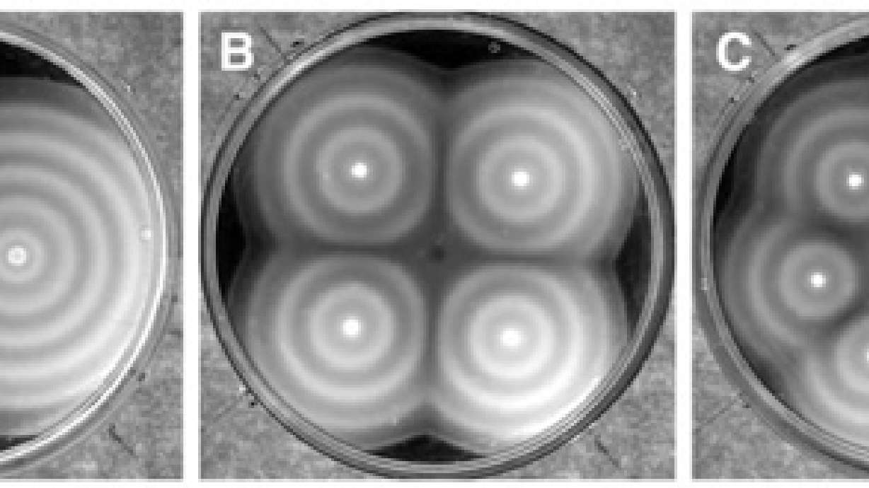 Science Roundup: What bacteria can tell us about zebra stripes; Is the universe dizzy?