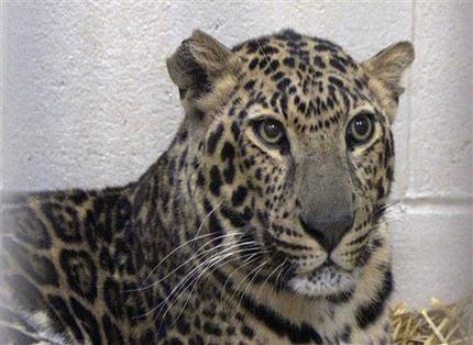 Ohio animal owner traded guns for tiger, monkey