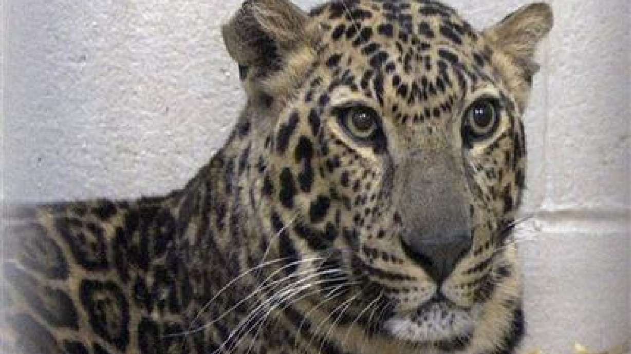 Ohio animal owner traded guns for tiger, monkey