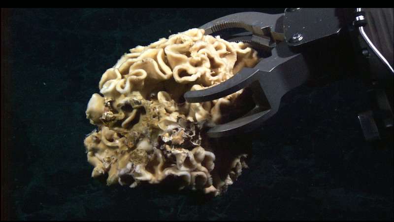 This amoeba, which is composed of a single giant
cell, can be as large as a small fist.