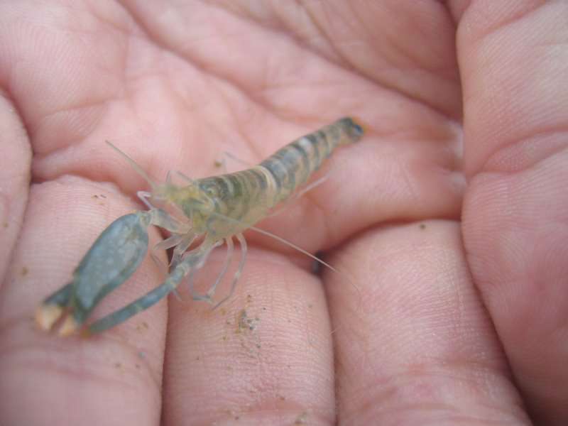 This shrimp's little claw packs a big punch, able
to cause a snap of over 200 decibels, and create
temperatures of about 8,000 degrees Fahrenheit.
