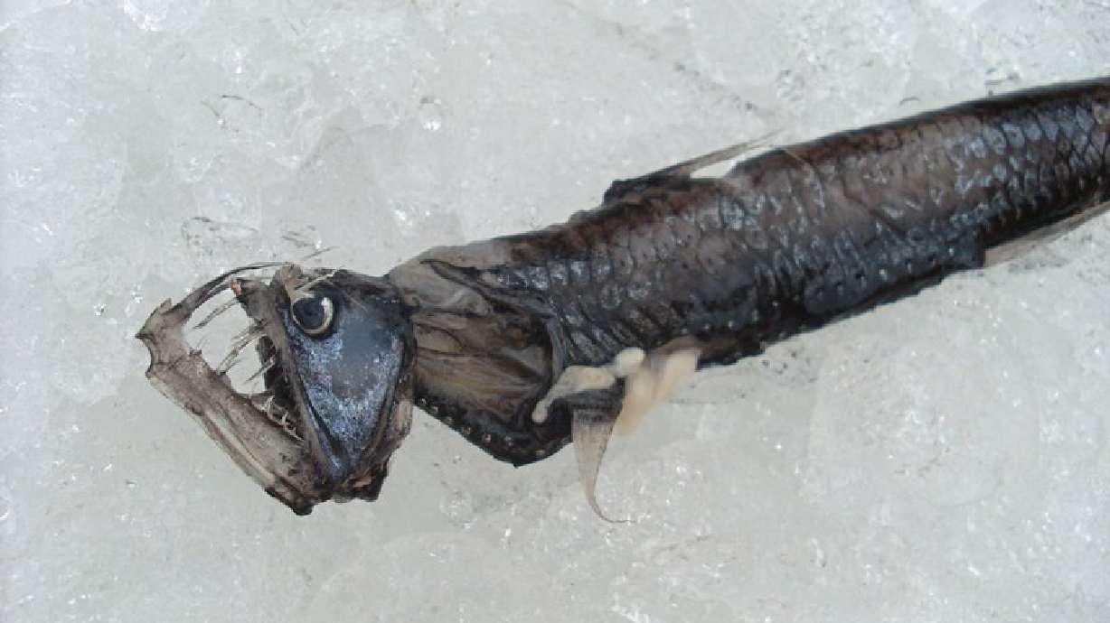 Science Top 5: Strangest sea creatures