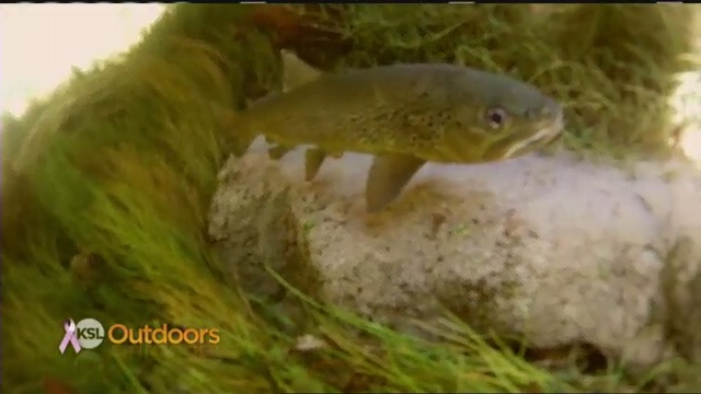 DWR Field Guide - The Brown Trout