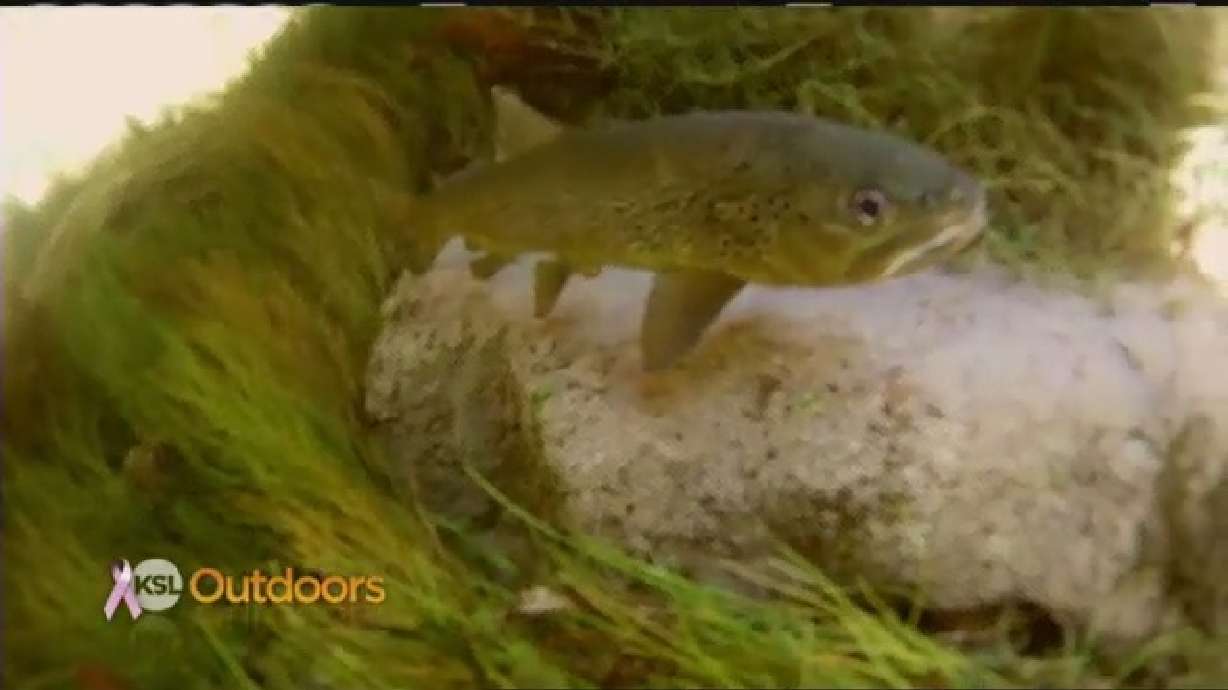 DWR Field Guide - The Brown Trout