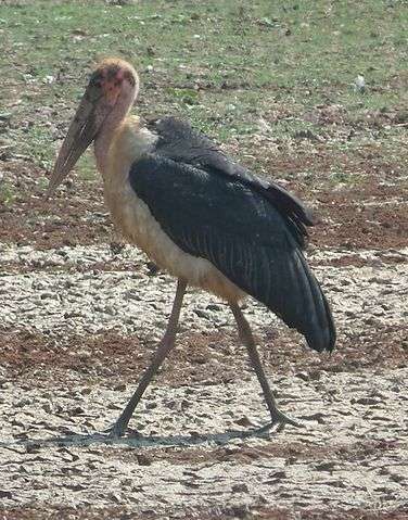 The Maribou stork, which is much like a vulture,
will actually fly toward forest fires to pick off
other fleeing animals.