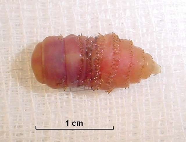 The botfly, in its larval form, will burrow under
its host's skin and feed on the flesh it finds
there, only later to emerge and turn into the
more familiar flying insect.