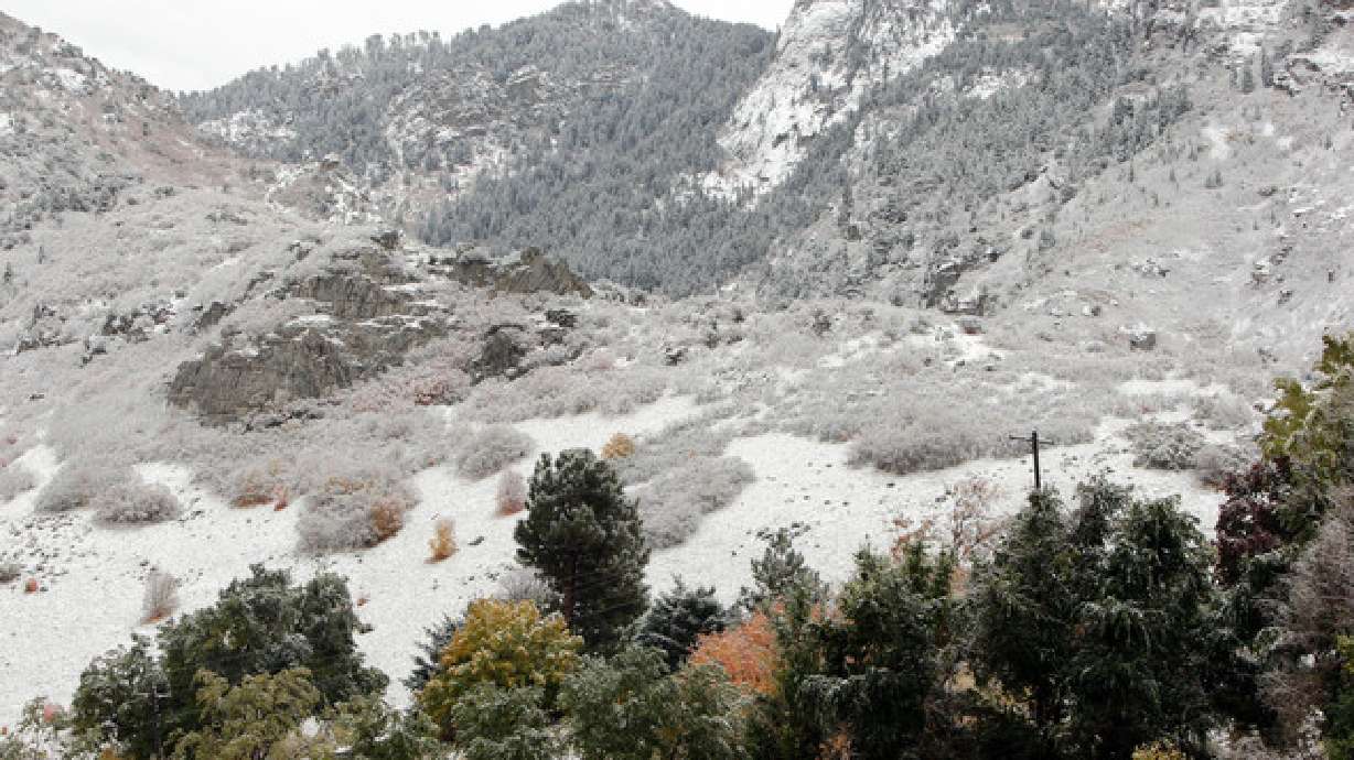 Autumn leaves still have not fallen from the trees at the mouth of Big Cottonwood Canyon in Salt Lake County Tuesday, Nov. 1, 2011. (Photo: Jeffrey D. Allred, Deseret News)