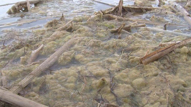 Pond scum is first grown in a portable pond, then harvested, dried, ground down, has oil extracted from it which is finally converted into biofuel.