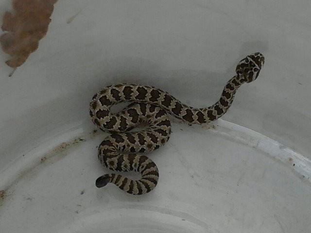 Snakes on a printer: WSU print shop has deadly guests