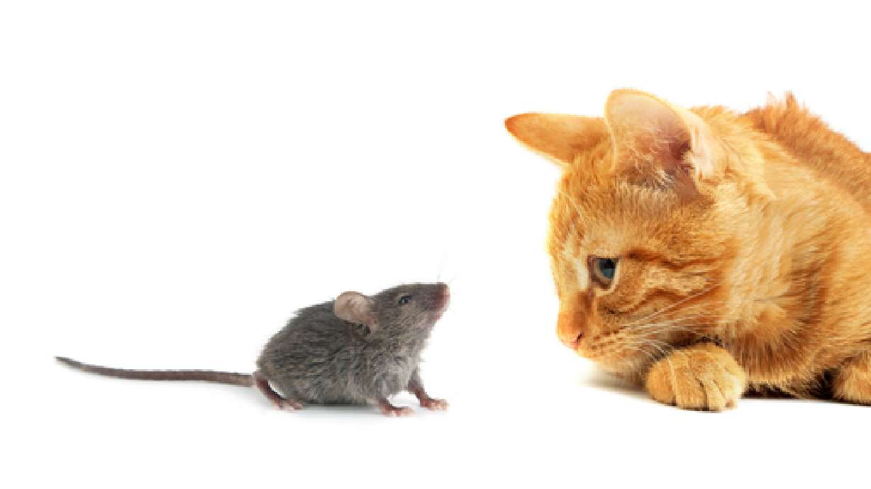 Cat got your brain? Cat parasite can 'zombify' mice, affect human behavior