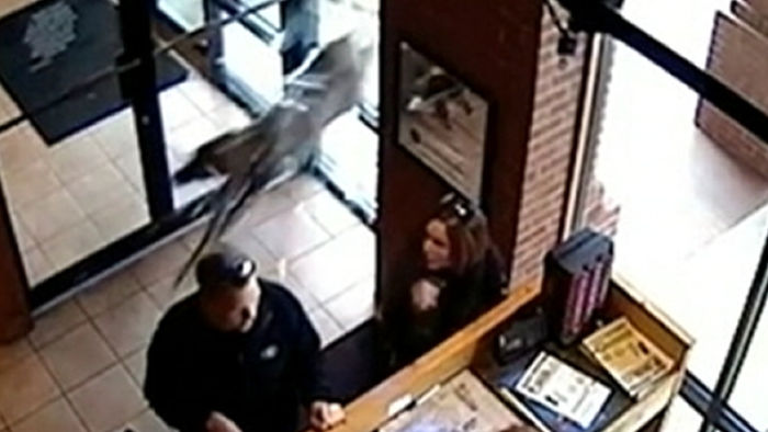 VIDEO: Deer smashes through restaurant window