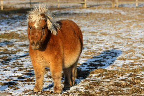 Mini horses may be allowed in classrooms, buses in Alpine district