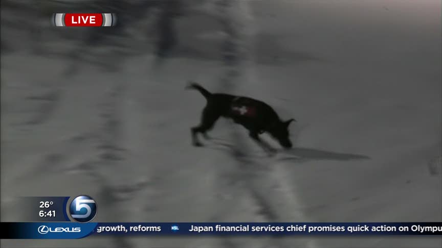 Meet Angus the Avalanche Dog