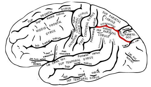 The intra-parieal sulcus, shown here, is intimately involved with processing number in the brain, and dyscalculia is often associated with a problem in this area.