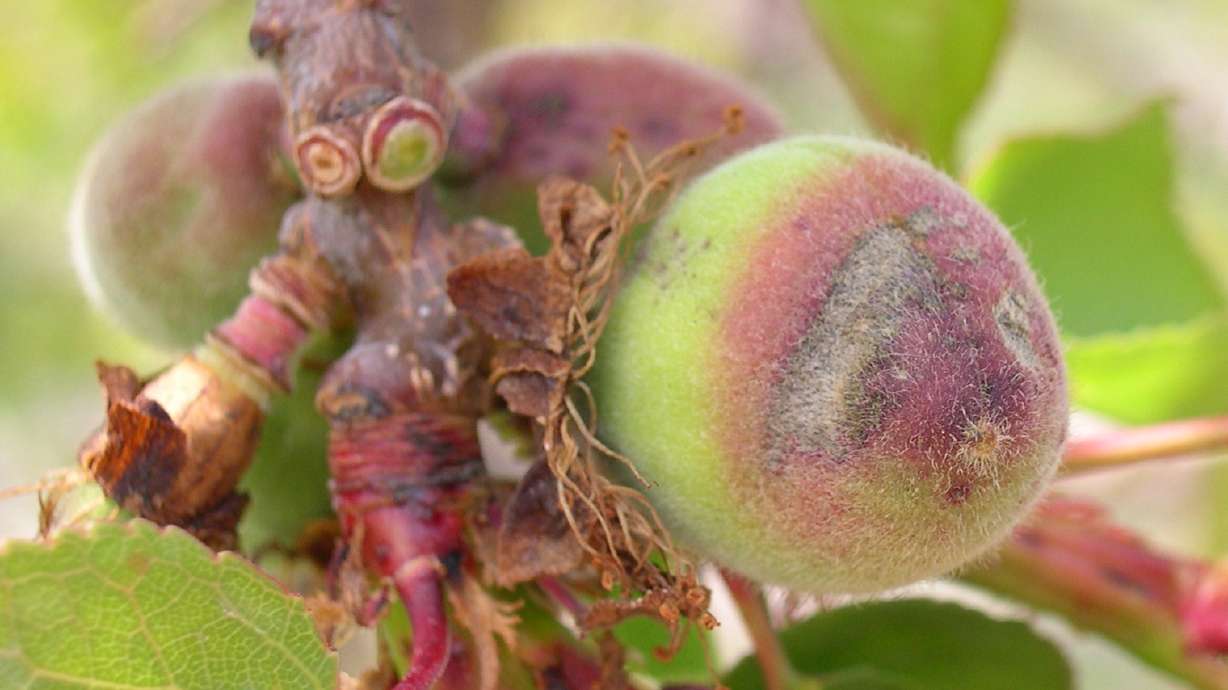 The Skinny On Coryneum Blight