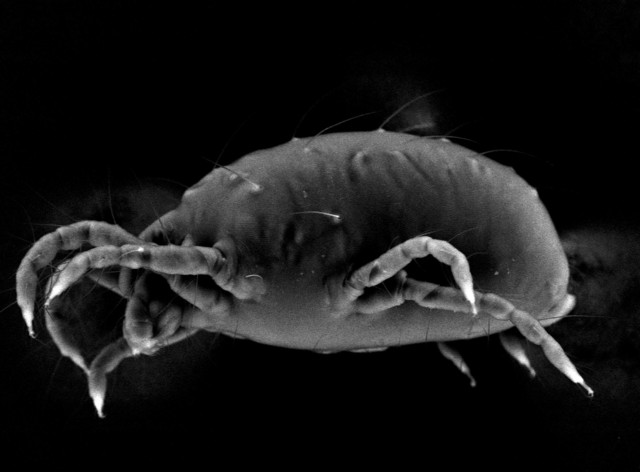 U of U biologist aids in study to eradicate pesky mite