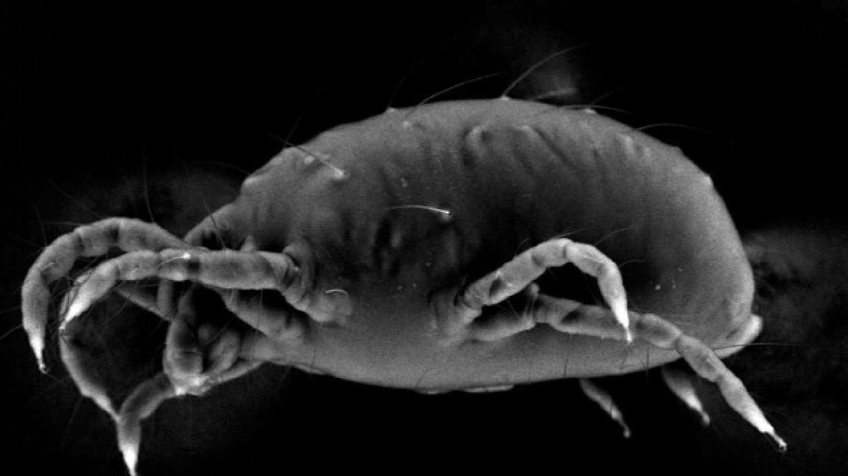 U of U biologist aids in study to eradicate pesky mite