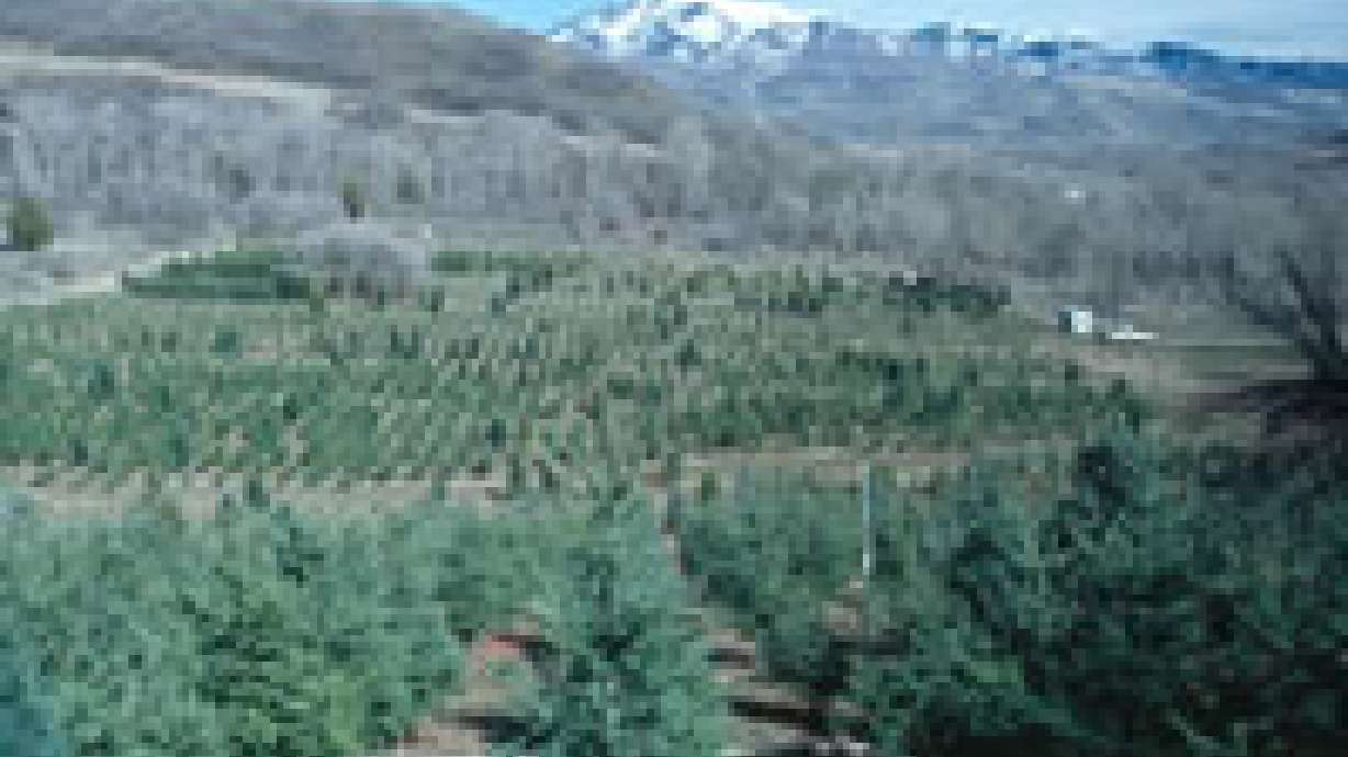 Utah-Grown Christmas Trees