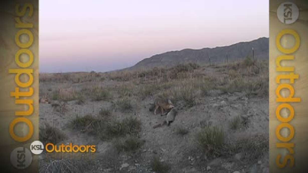 Utah Field Guide - Kit Fox