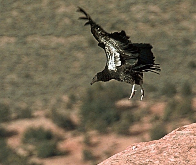 Endangered California condor struggling in Utah, Arizona