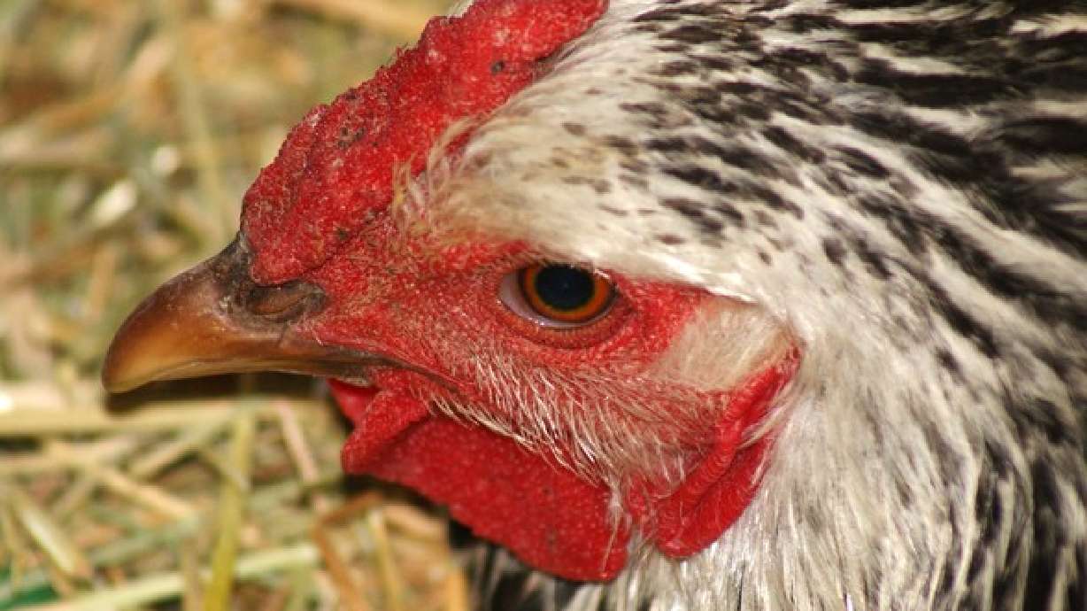 Wintering backyard chickens in Utah