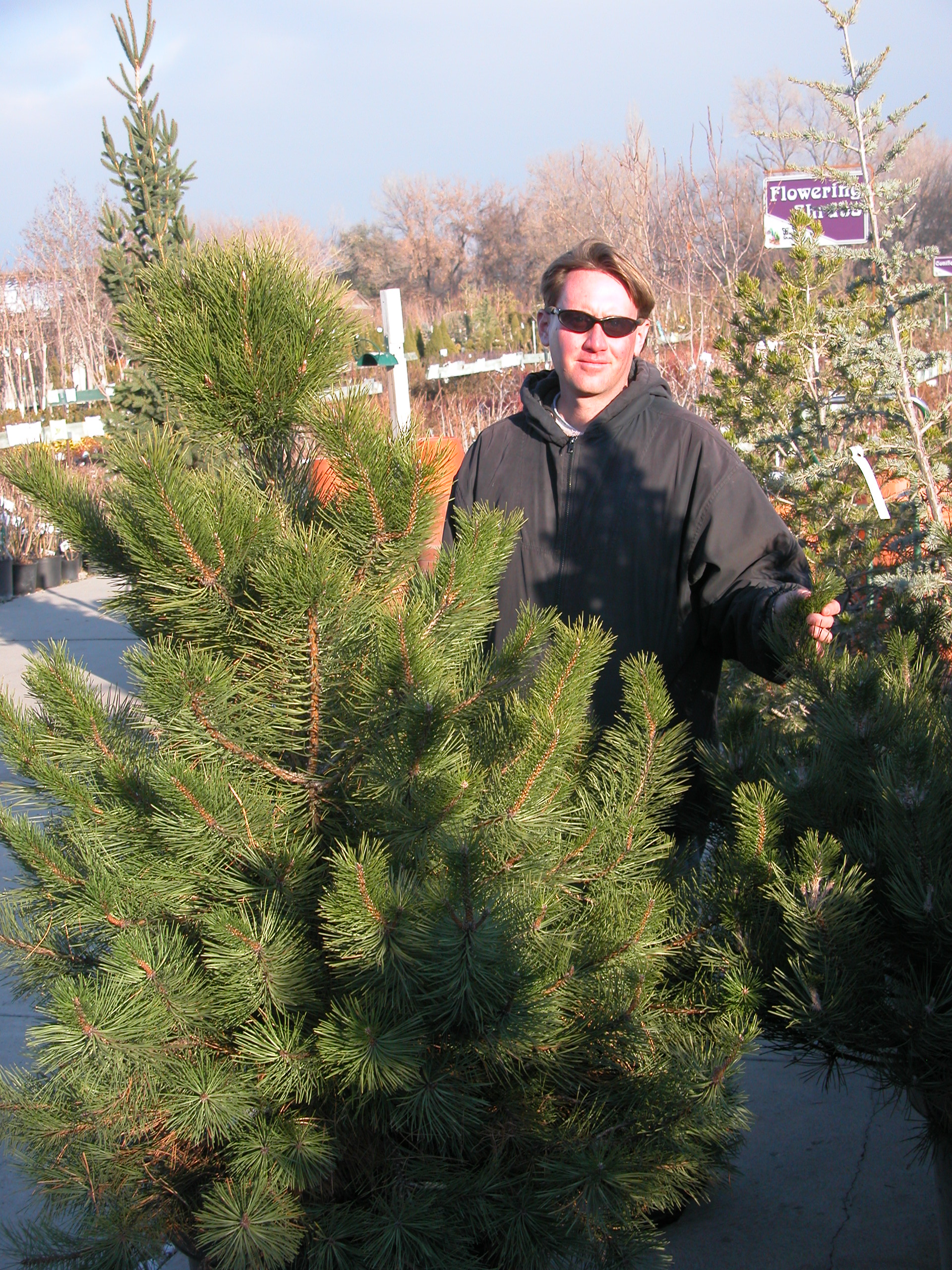 Using A Living Christmas Tree To Decorate Your Home