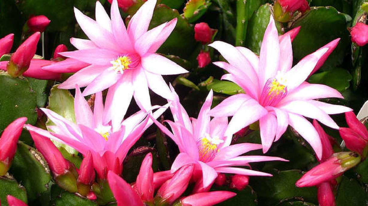 When You Think Holiday Plants, Think Christmas Cactus