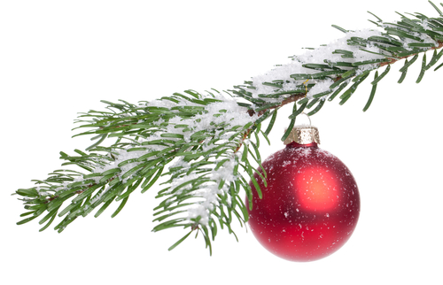 Cut your own Christmas trees across the state