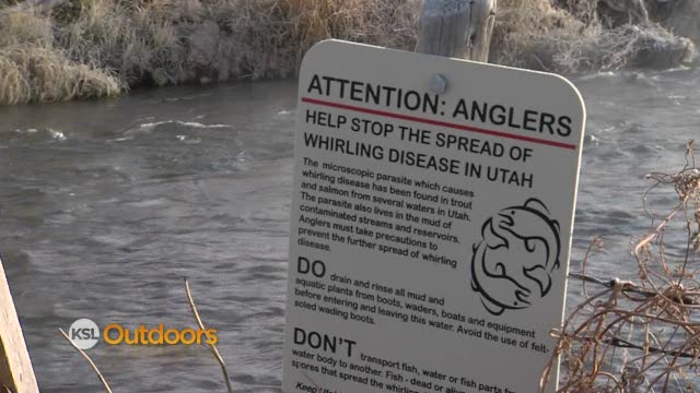 Utah Field Guide - Whirling Disease