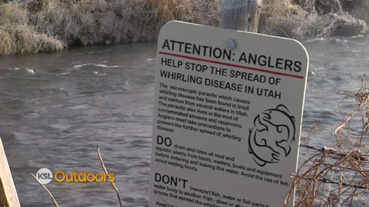 Utah Field Guide - Whirling Disease