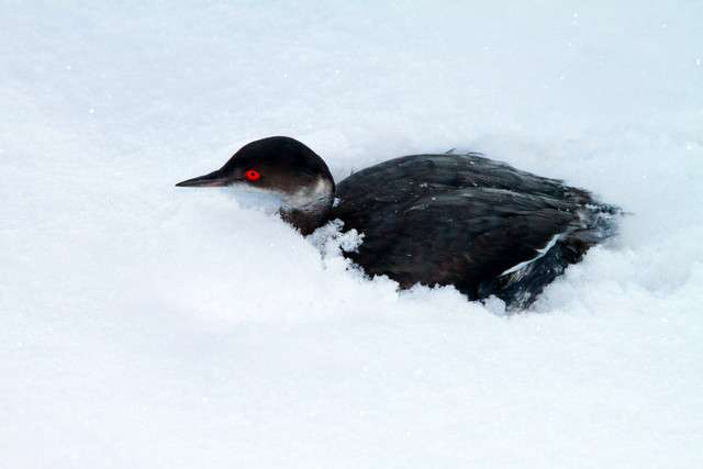 Courtesy Lynn Chamberlain