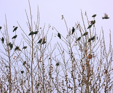 Hundreds of birds found dead in Davis County