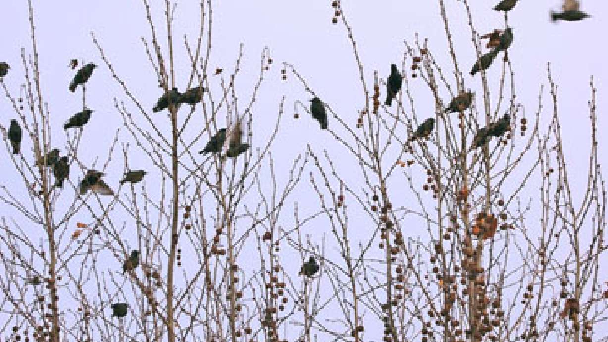 Hundreds of birds found dead in Davis County