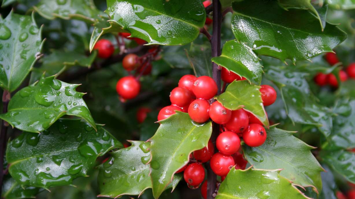Beautiful Red Berried Holly Plants.