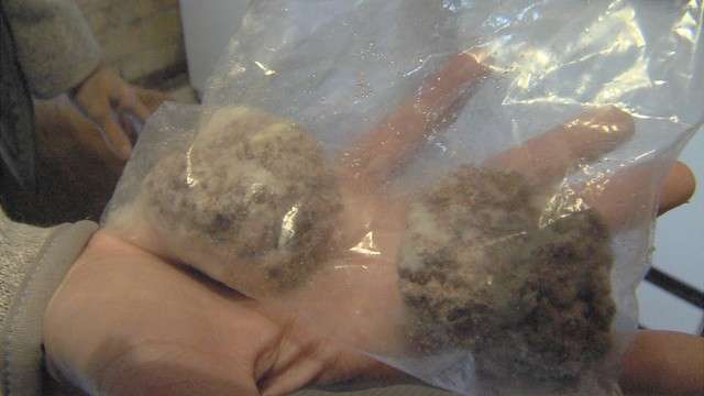 Teri Niccoli shows two of the aspirin-laced
meatballs she found and later froze after her
dog, Luna, was poisoned by them.