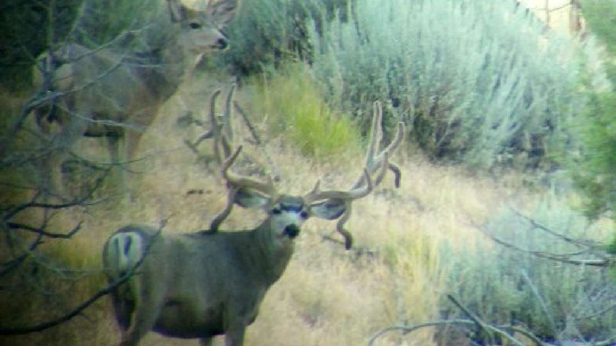 Man charged with killing deer at Camp Williams