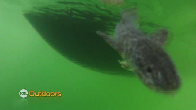 Utah Field Guide - Barbot