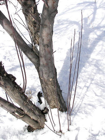 Assessing Winter Damage And Get Things Back In Shape