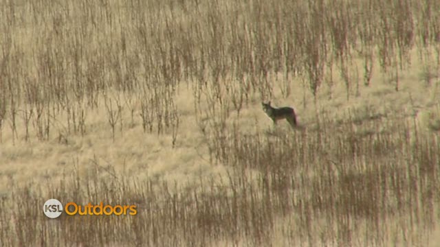 Utah Field Guide - Coyote