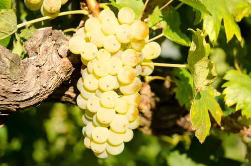 Wrath of grapes: shortage pressing small businesses